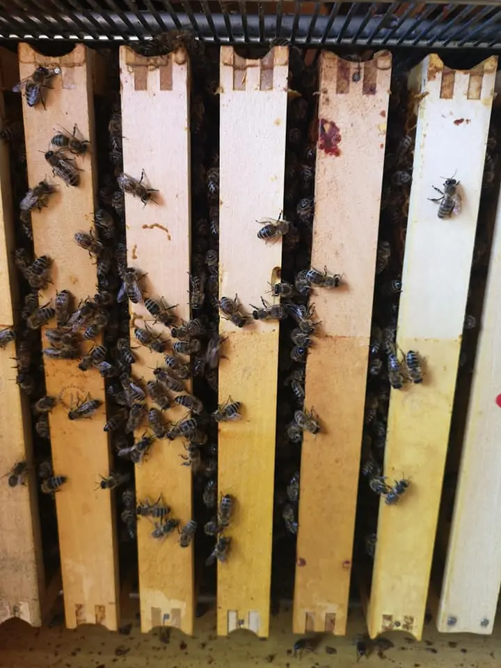 Utrinki iz čebelnjaka 29